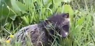 Собака, лиса и енот — три зверя в одном теле