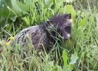 Собака, лиса и енот — три зверя в одном теле