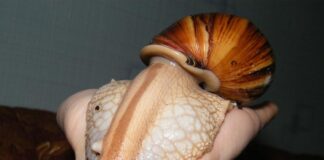 Снять стресс поможет… домашняя улитка