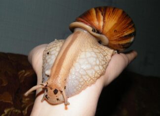 Снять стресс поможет… домашняя улитка