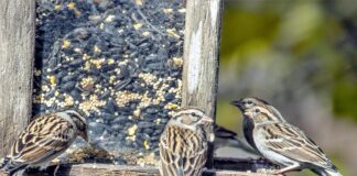 Осенние запасы для зимней кормушки