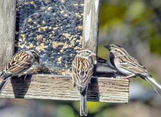 Осенние запасы для зимней кормушки