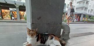 Кошки в Турции: ничьи и всеобщие