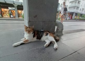 Кошки в Турции: ничьи и всеобщие