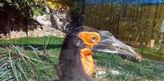 Рогатый ворон на самом деле птица-носорог