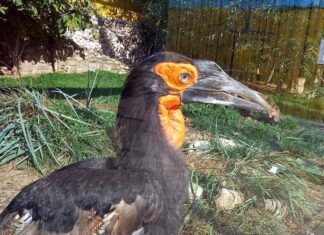 Рогатый ворон на самом деле птица-носорог