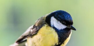 О чем напоминает Синичкин день