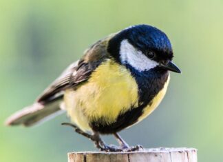 О чем напоминает Синичкин день
