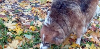 То ли пес, то ли баран: почему собака ест траву