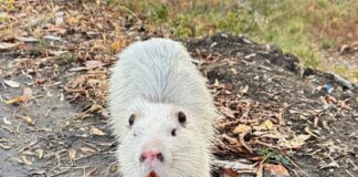 В Пензе нутрий заводят… и выбрасывают