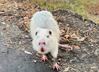 В Пензе нутрий заводят… и выбрасывают