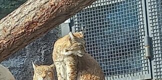 Большая кошка с кисточками на ушах