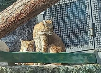 Большая кошка с кисточками на ушах