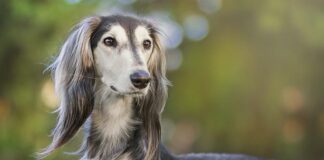 Салюки — священная собака бедуинов