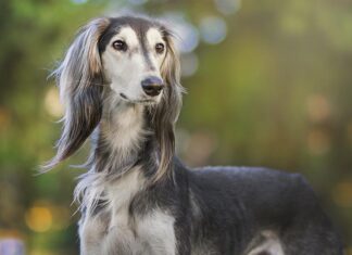 Салюки — священная собака бедуинов