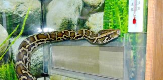В зоопарке предлагают взять опекунство над змеями