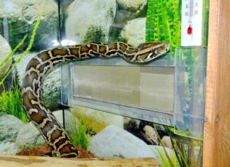 В зоопарке предлагают взять опекунство над змеями