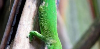 Фельзума — мадагаскарский геккон