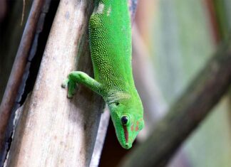 Фельзума — мадагаскарский геккон