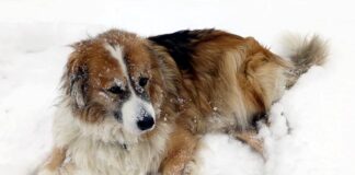 Как почистить собаку снегом