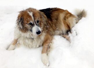 Как почистить собаку снегом