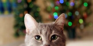 Устроим котикам собственный Новый год!