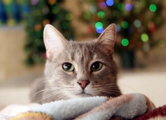 Устроим котикам собственный Новый год!