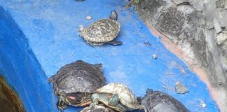 Не дарите красноухих черепах!