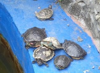 Не дарите красноухих черепах!