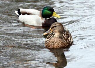 Как правильно подкармливать уток зимой