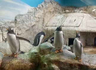 Пингвины — далекие соседи по планете