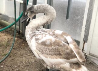 Лебеди без небес