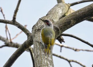 Почему дятла называют седым