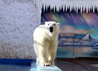 История пензенского Умки