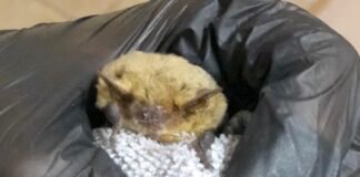 Как спасали маленького нетопыря