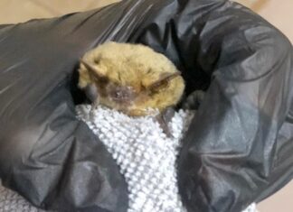 Как спасали маленького нетопыря