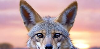 Шакал: «Я не красавчик, но достоин уважения!»