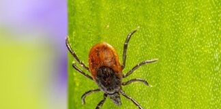 К встрече с клещами будьте готовы!