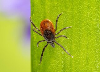 К встрече с клещами будьте готовы!