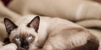 «Лунные бриллианты» с непростым характером