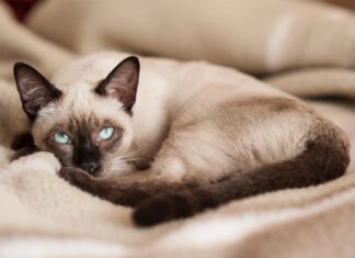 «Лунные бриллианты» с непростым характером