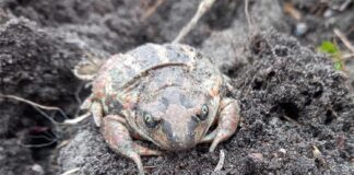 Необыкновенная чесночница