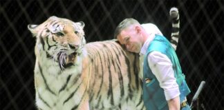 Ярослав Запашный: «Бояться надо остекленевшего взгляда тигра…»