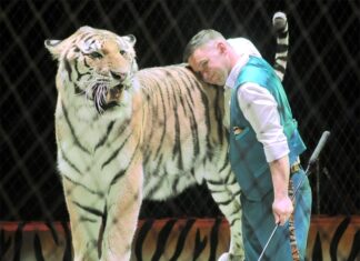 Ярослав Запашный: «Бояться надо остекленевшего взгляда тигра…»