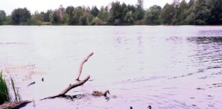 А вы любите наблюдать за птицами?