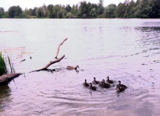 А вы любите наблюдать за птицами?