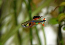 «Глупые» гуппи могут быть невероятно умны