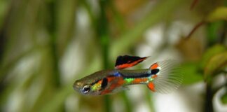 «Глупые» гуппи могут быть невероятно умны