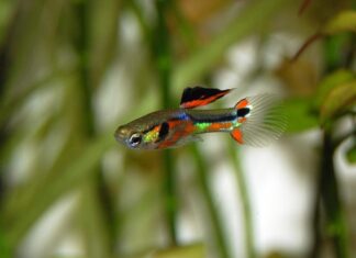 «Глупые» гуппи могут быть невероятно умны