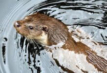 Выдра: очаровательная шалунья или вонючий монстр?